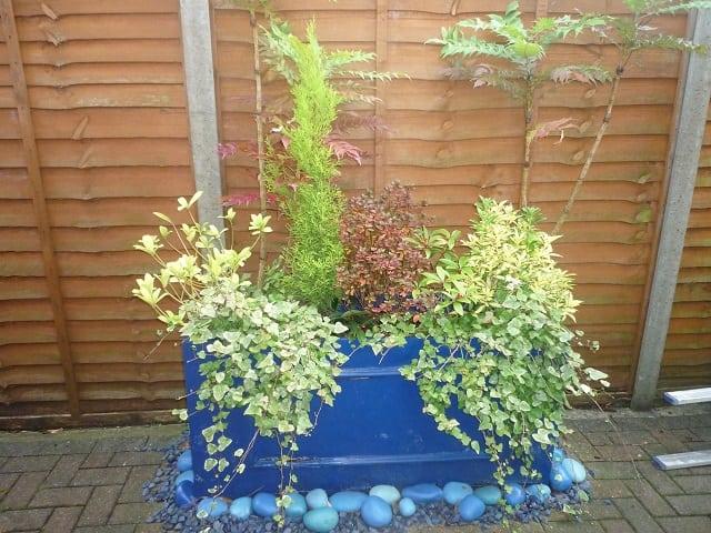 Year-round garden colour that doesn’t come from plants